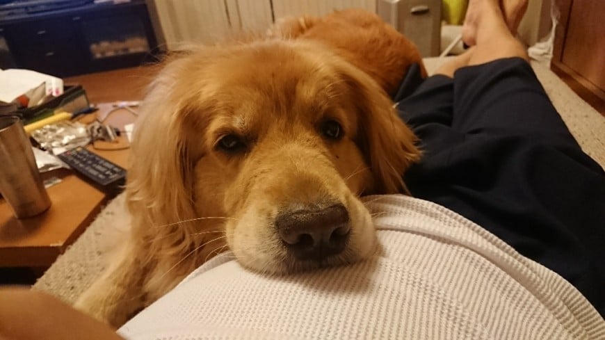 愛犬きなこ